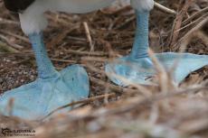 Blue Footed Boobies - Galapagos 2010 -IMG 6993